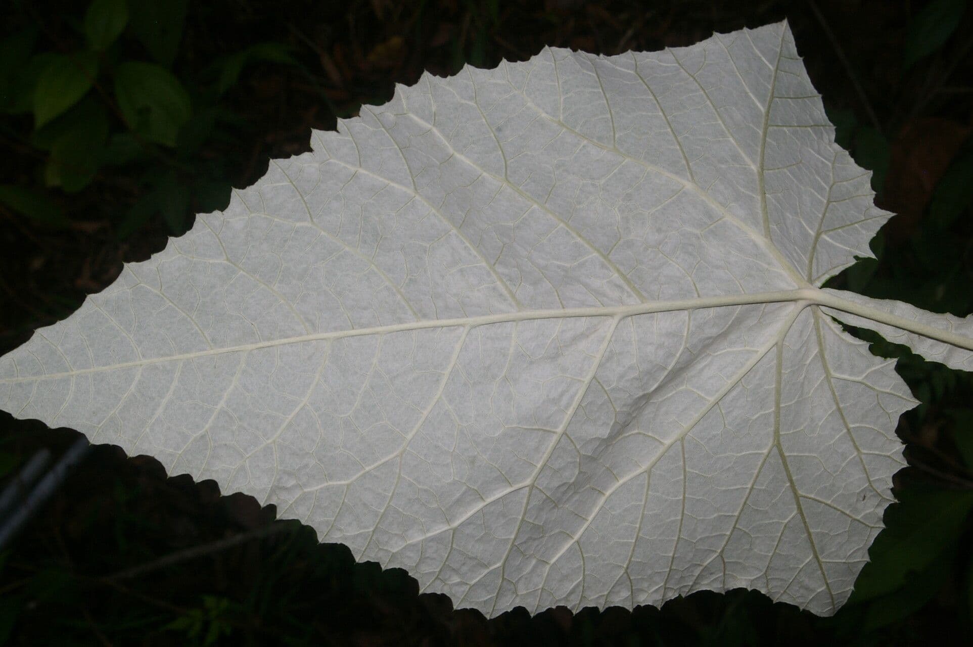Onoseris 4