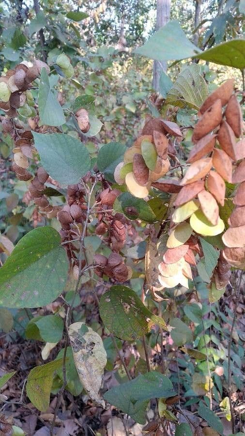 Flemingia strobilifera 8