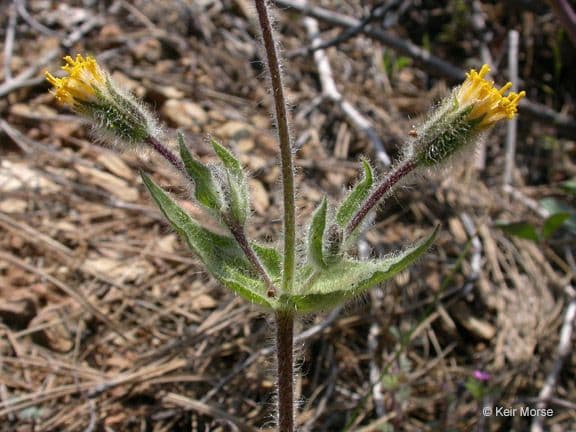 Arnica spatolata 2