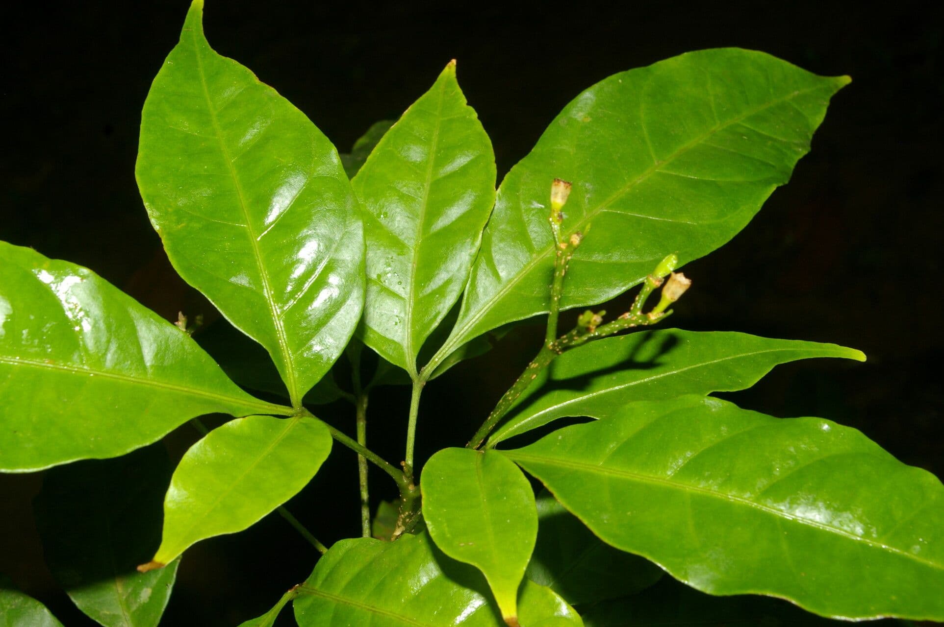 Galipea 8