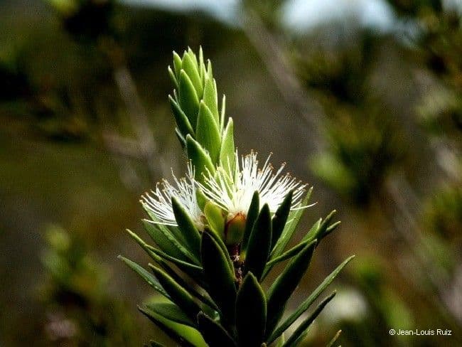 Melaleuca