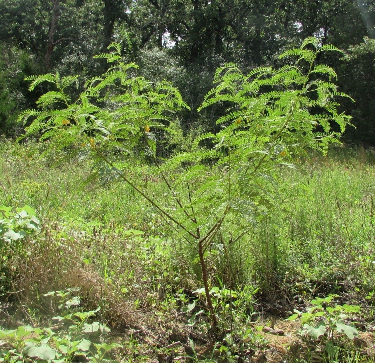 Sesbania drummondii 12