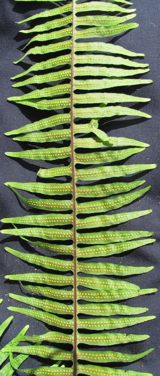 Serpocaulon 3