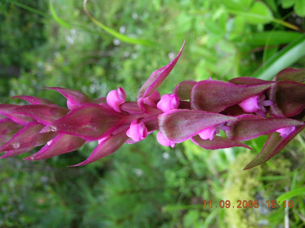 Satyrium 6
