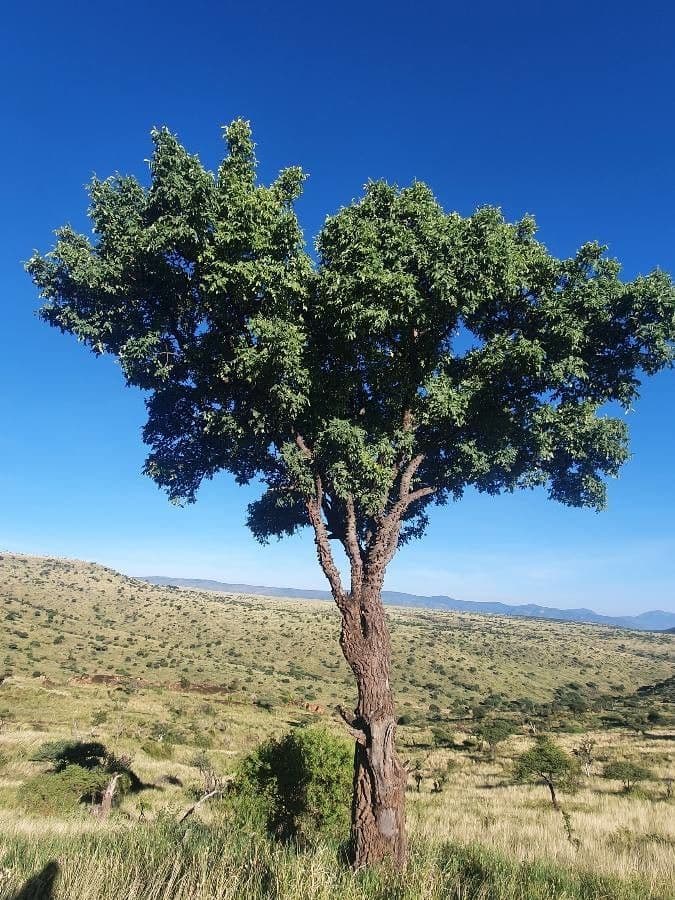 Zanthoxylum 2