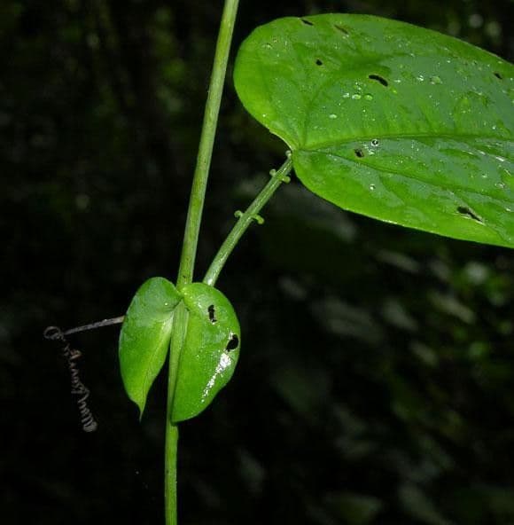 Passiflora 13