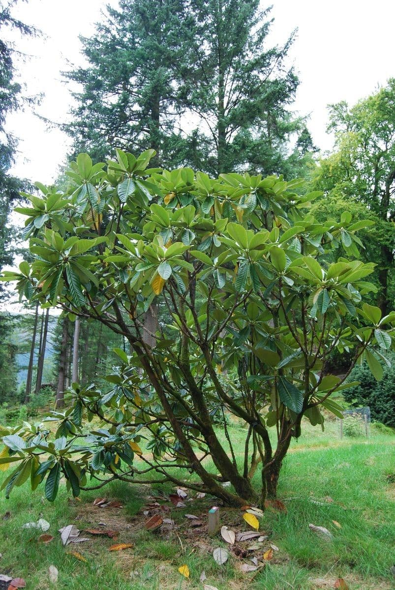 Rododendron 9
