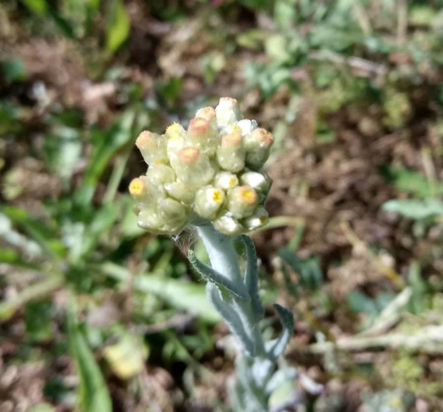 Pseudognaphalium stramineum 3
