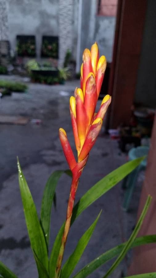 Guzmania