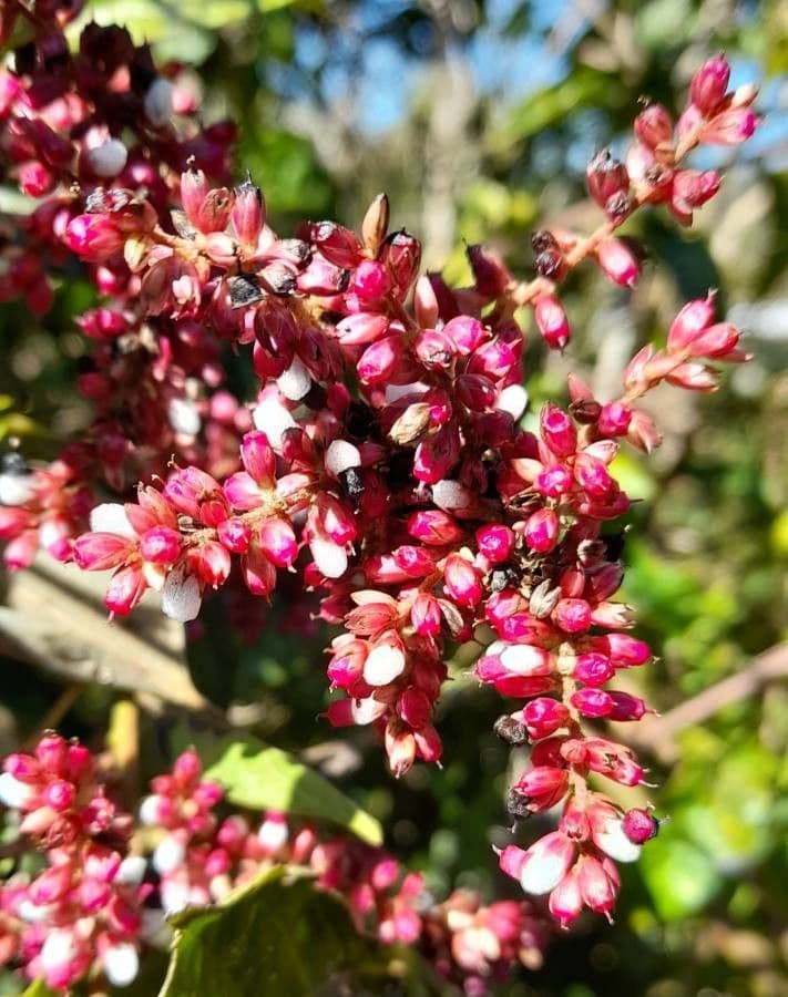 Chamissoa Altissima 8