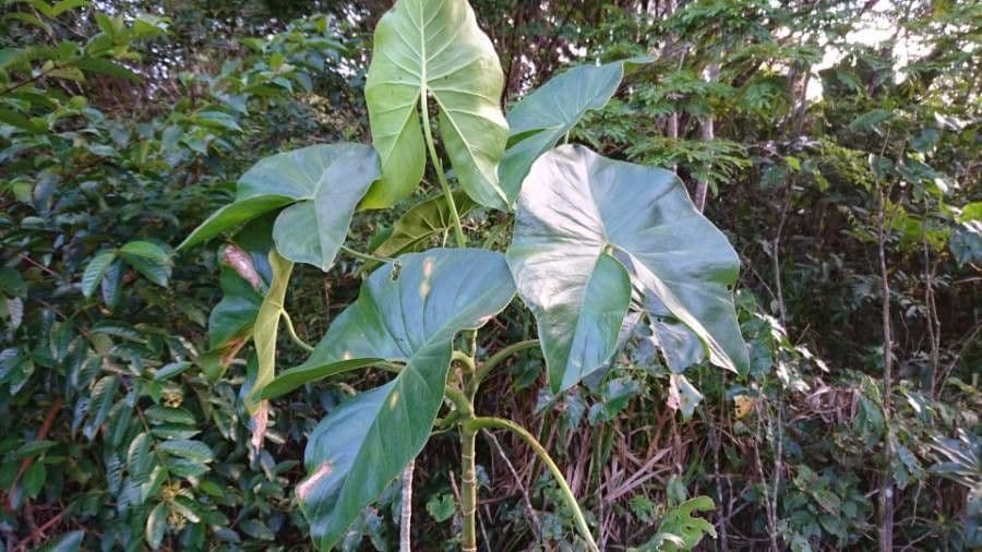 Montrichardia 8