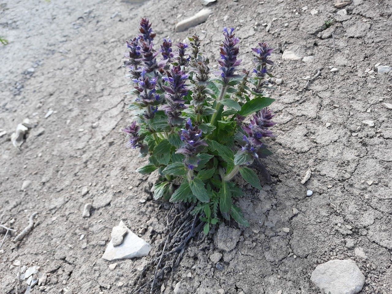 Ajuga orientalis 10