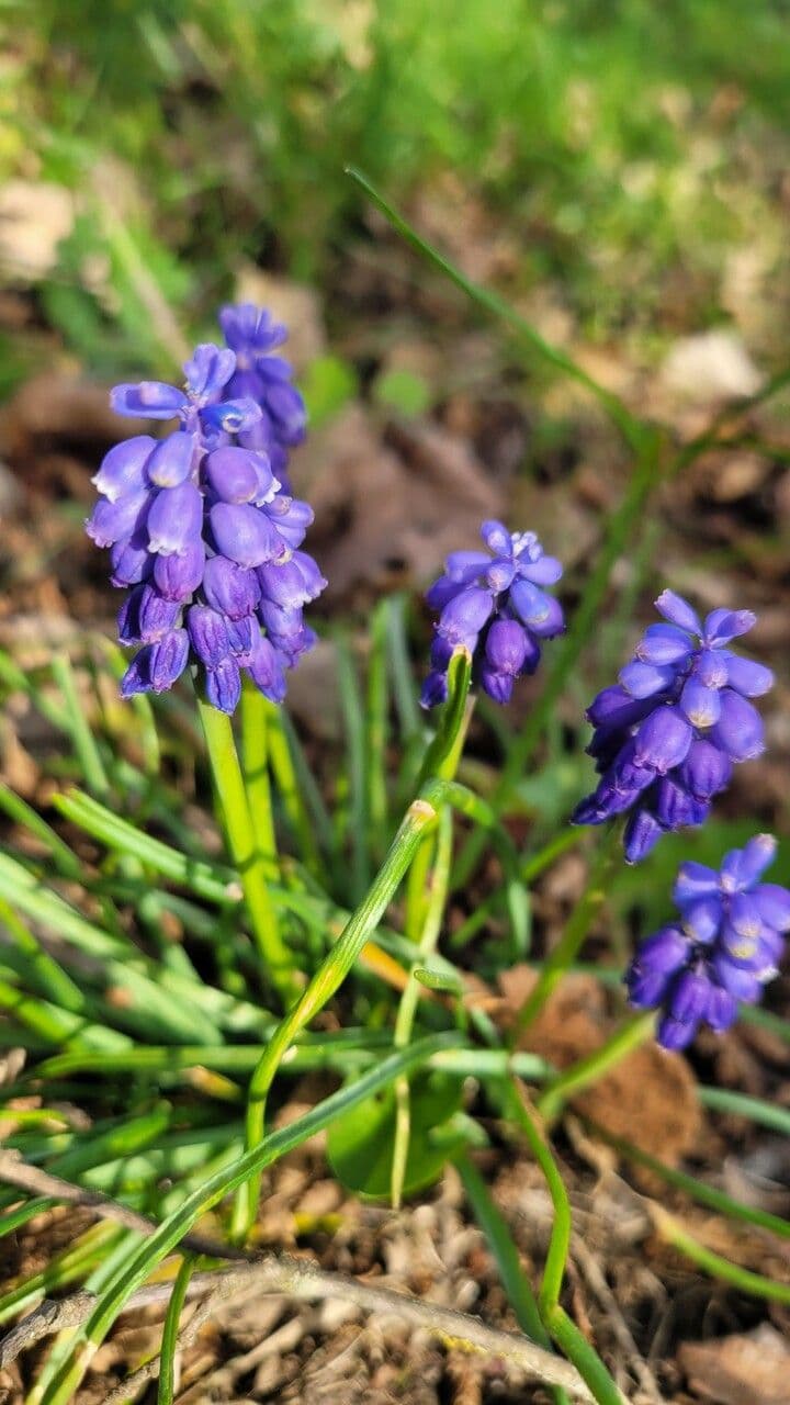 Muscari azzurro 27