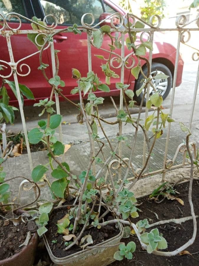 Cuban-oregano 11