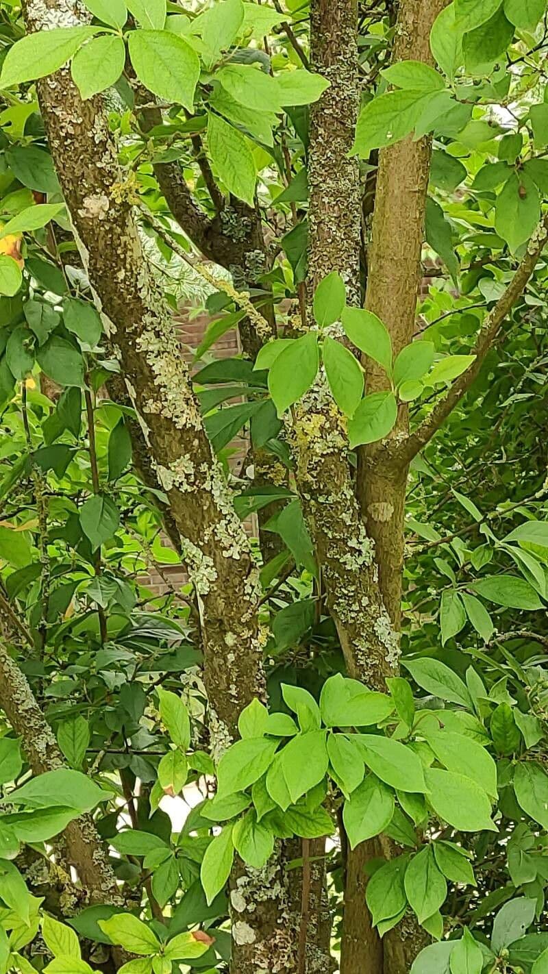 Photinia villosa 22