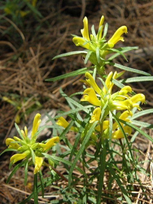 Pedicularis angustifolia 5