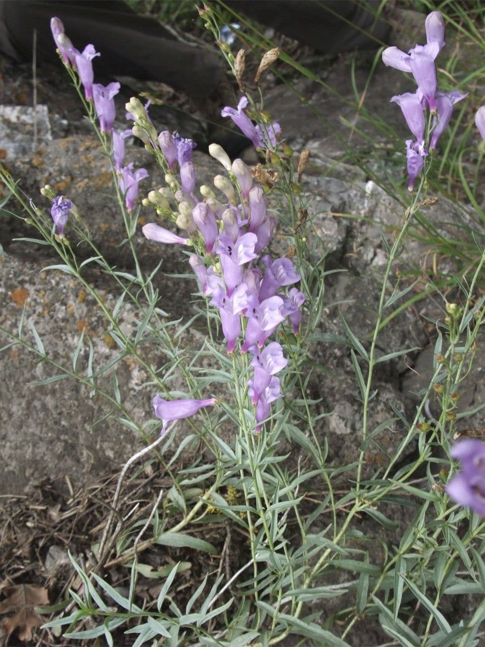 Penstemon 5