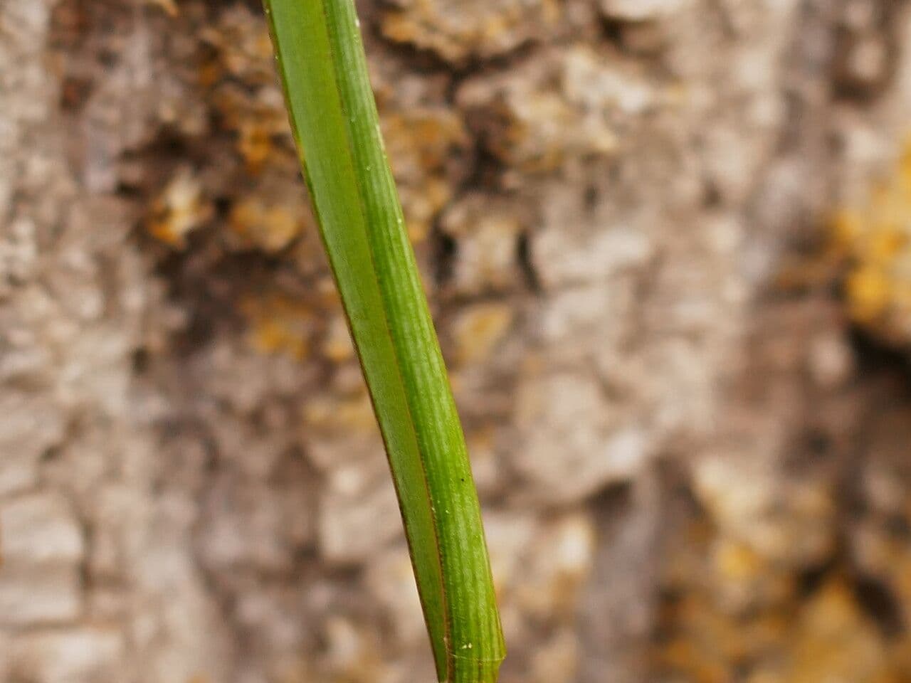 Szafirek miękkolistny 17