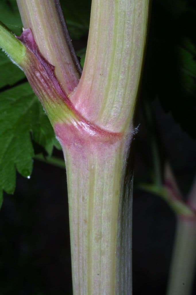 Thaspium brodaty 16