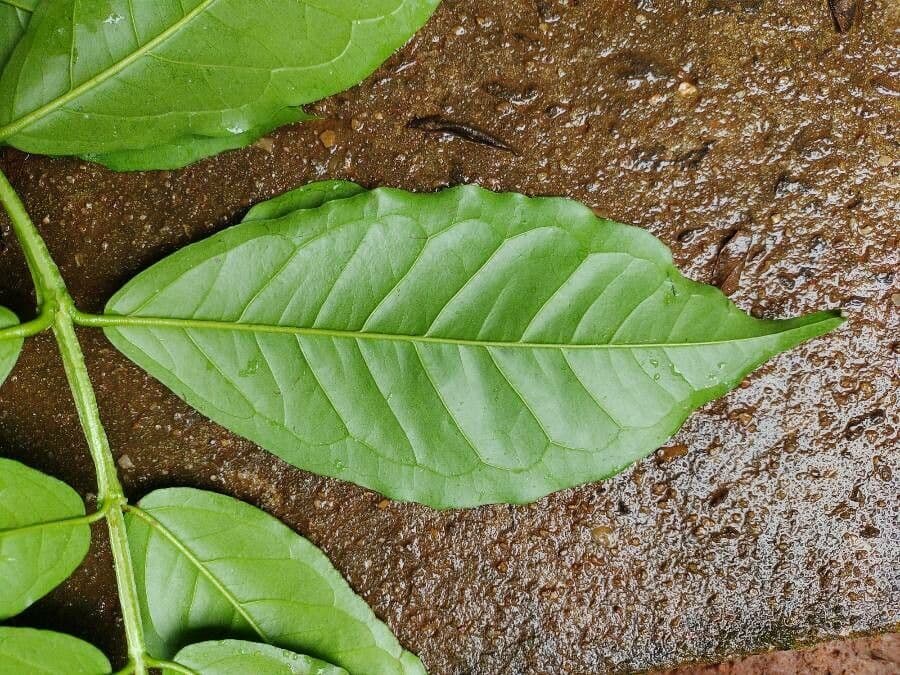 Guayaba 6