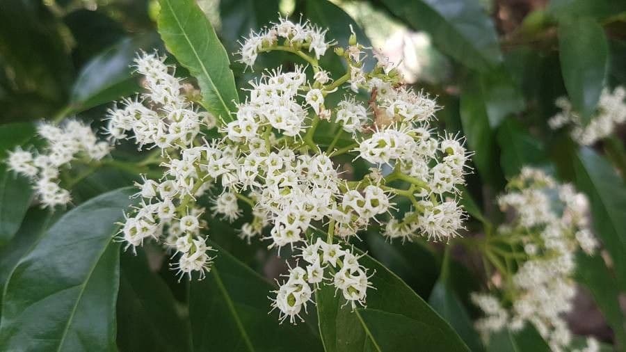 Ehretia 4
