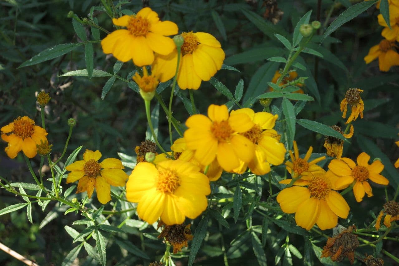 Tagetes 19