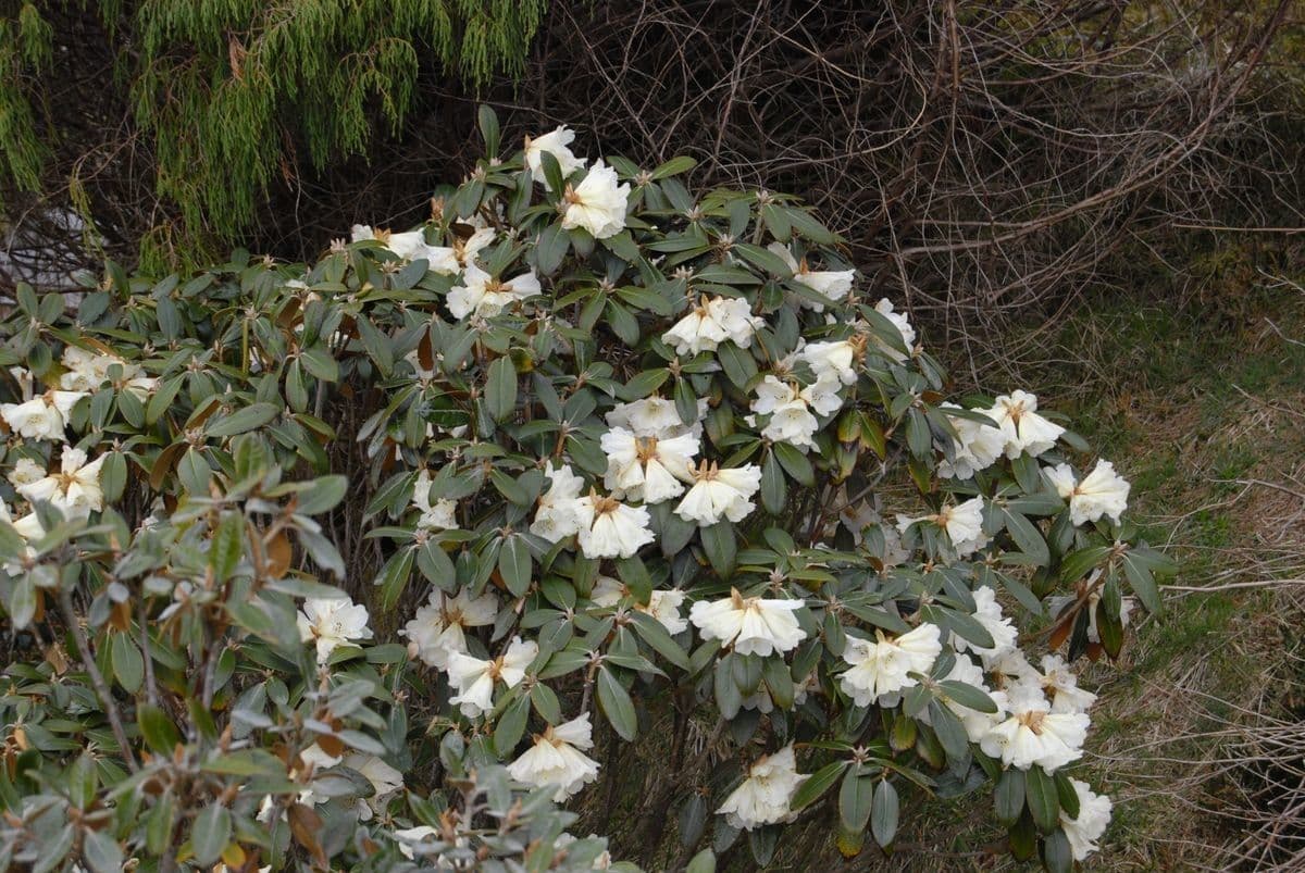 Rododendro 7