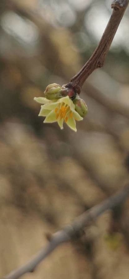 Bursera profumata 3
