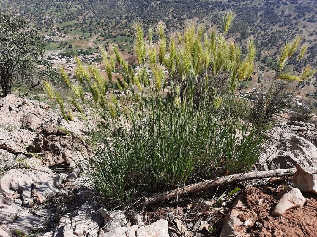 Elymus elymoides