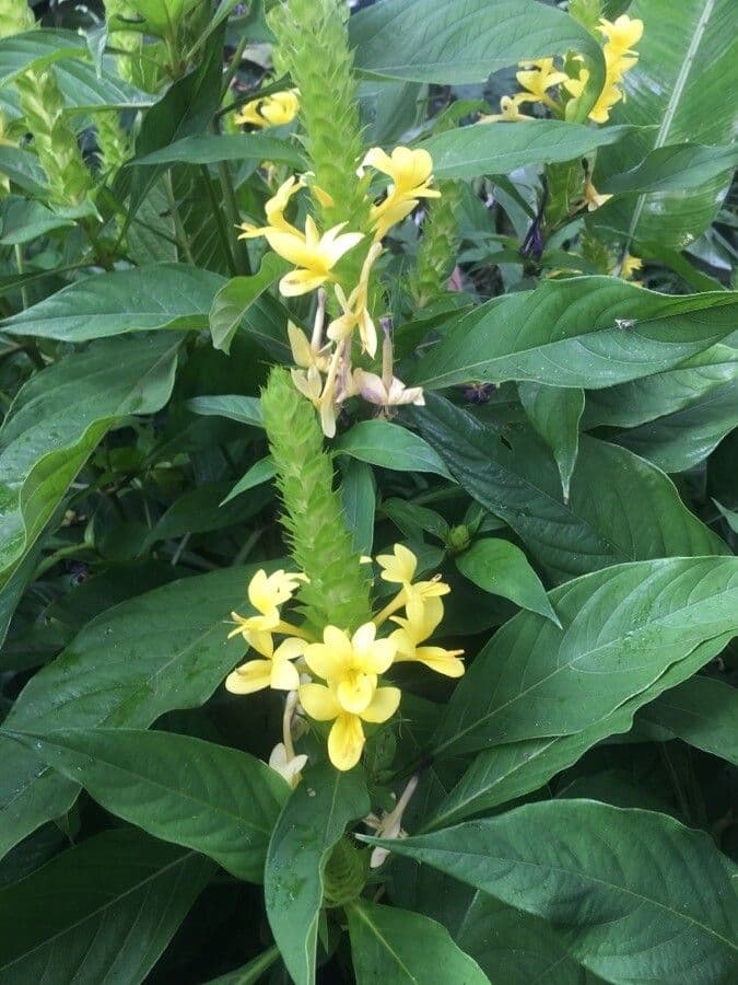 Barleria 2