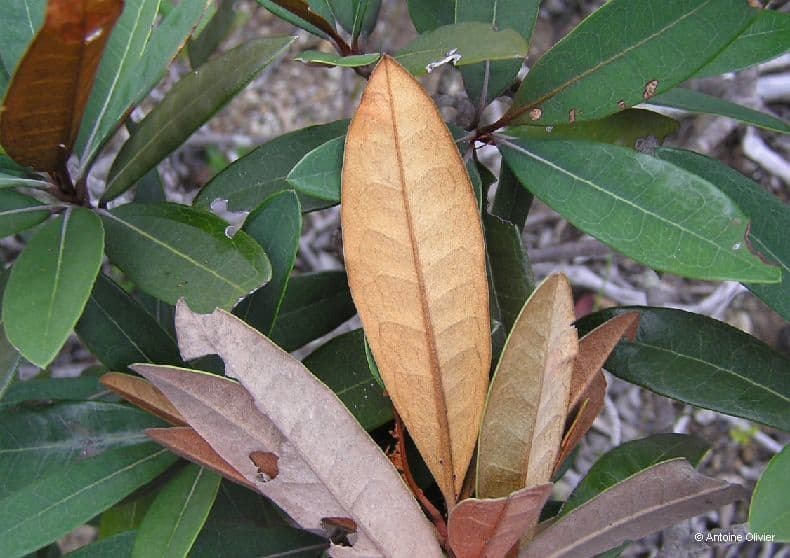Acridocarpus 5