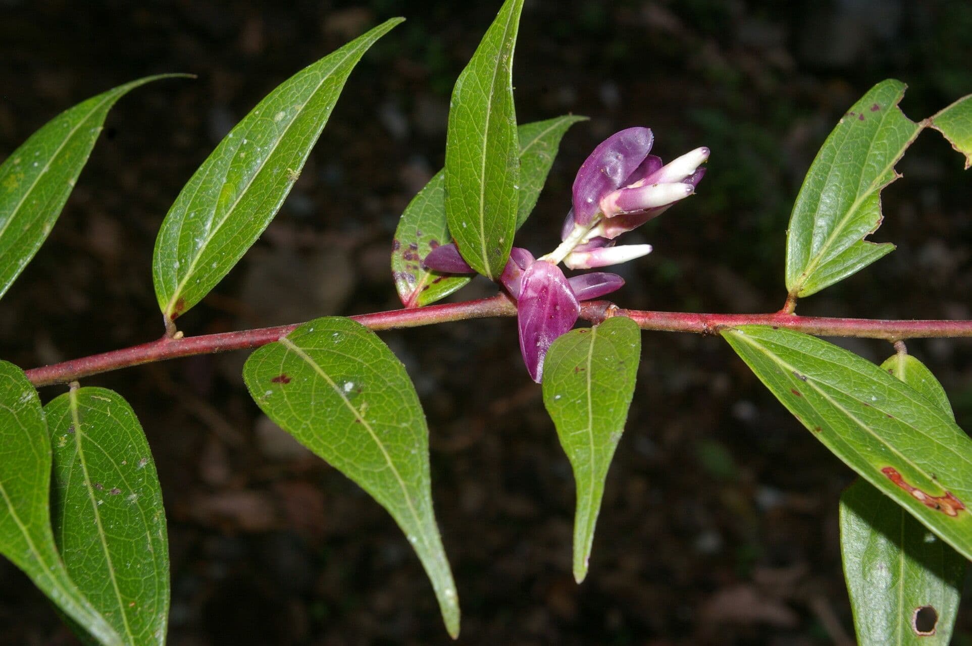 Cavendishia 7