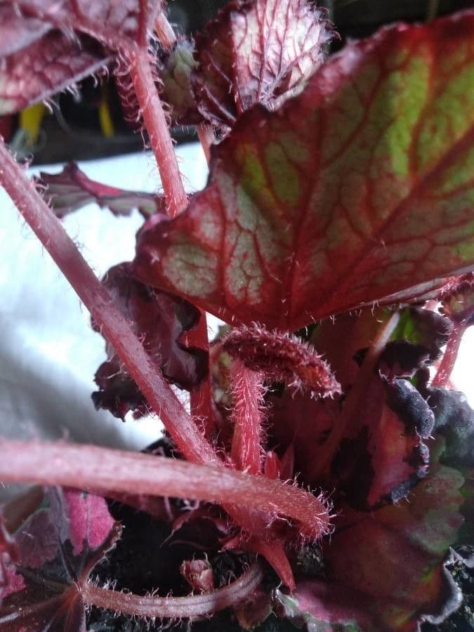 Begonia rex 23