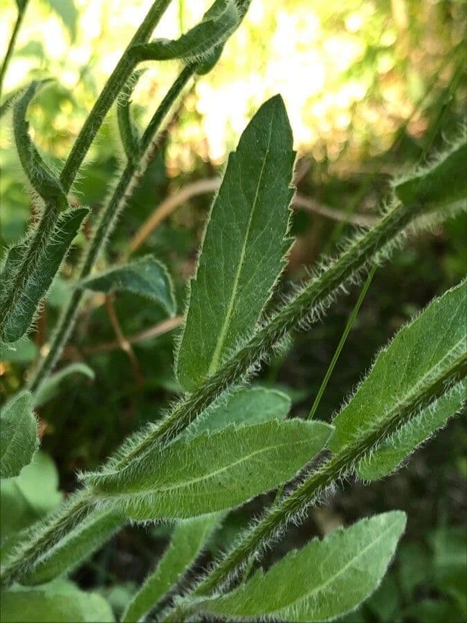 Fleabane 17