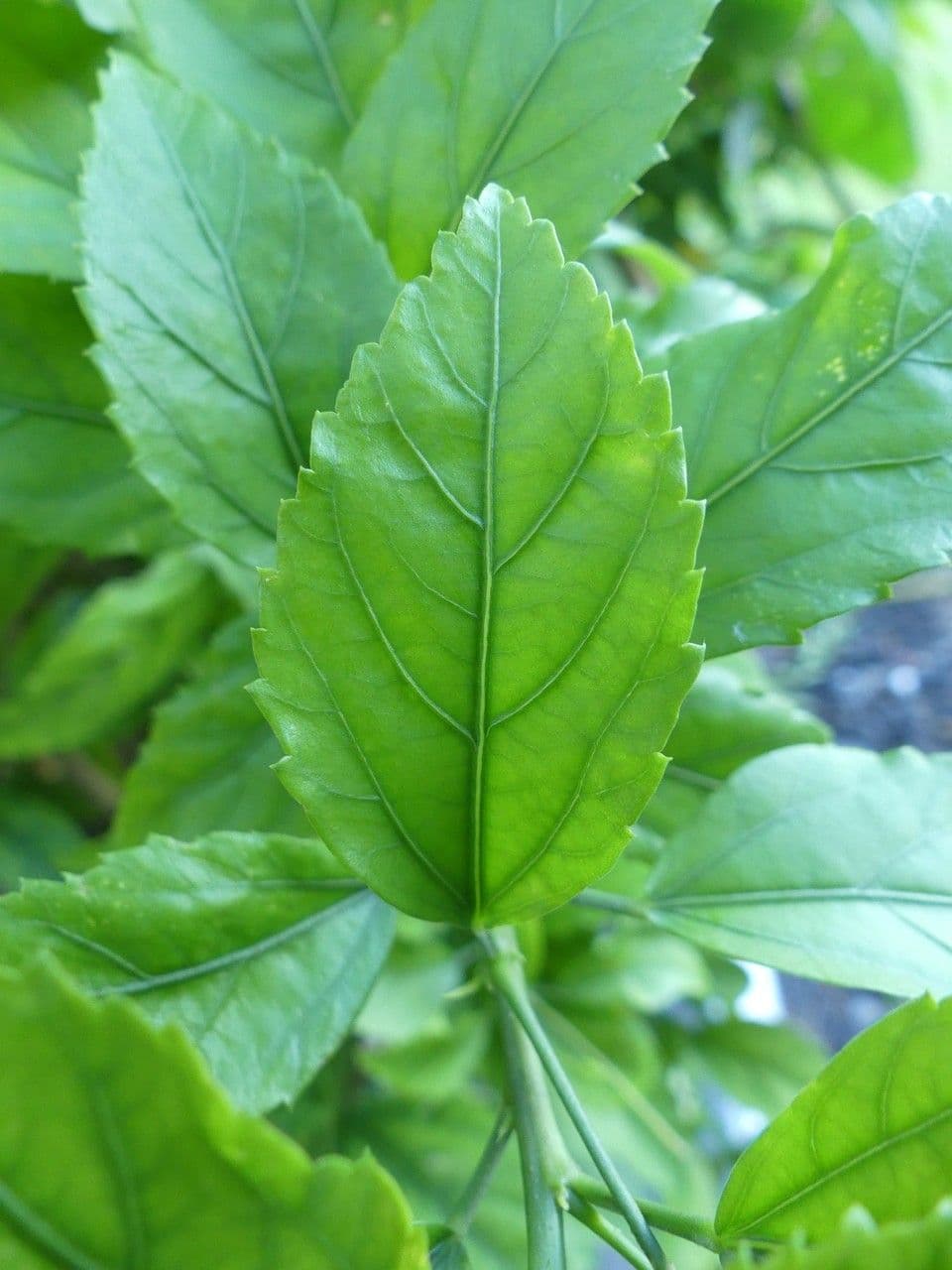 Hibiscus cispadanus 14