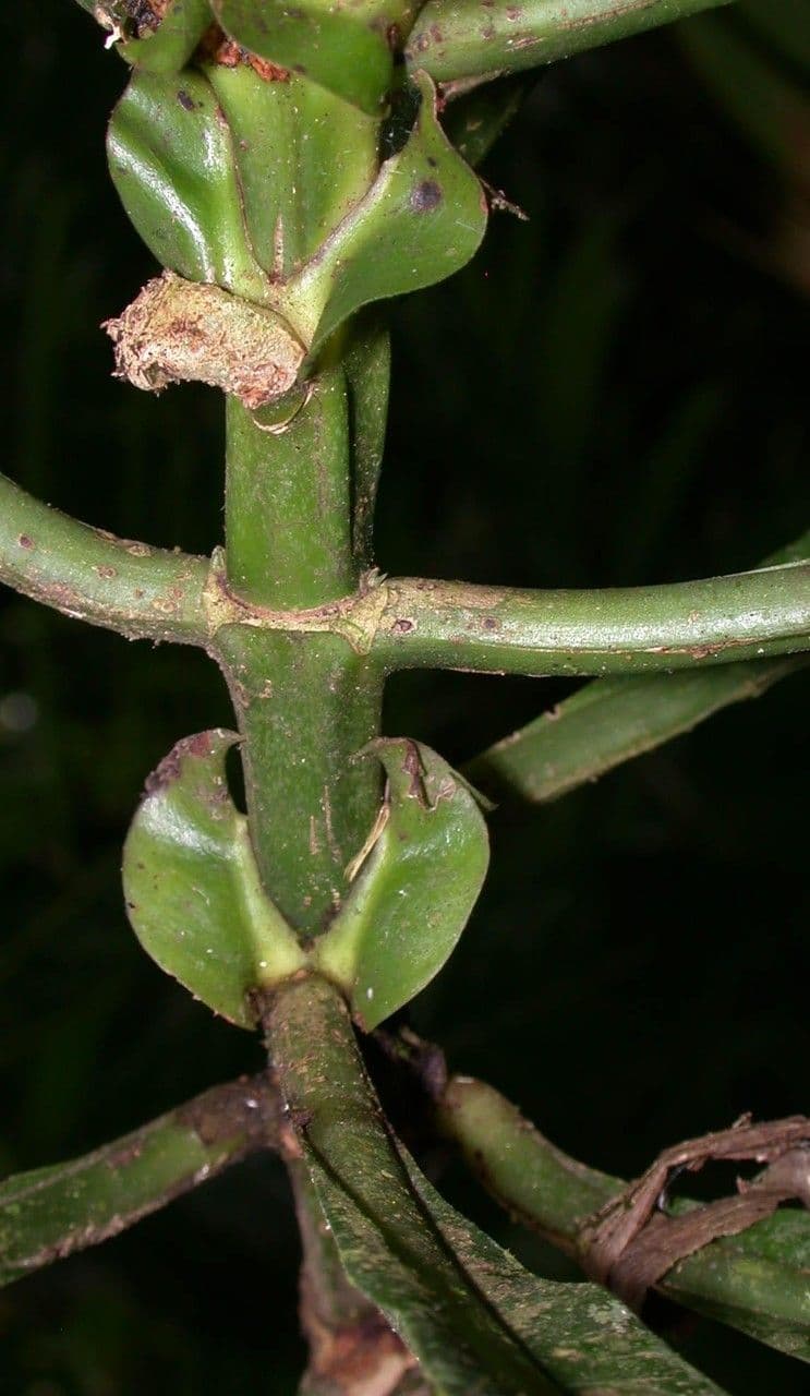 Große Psychotria 22