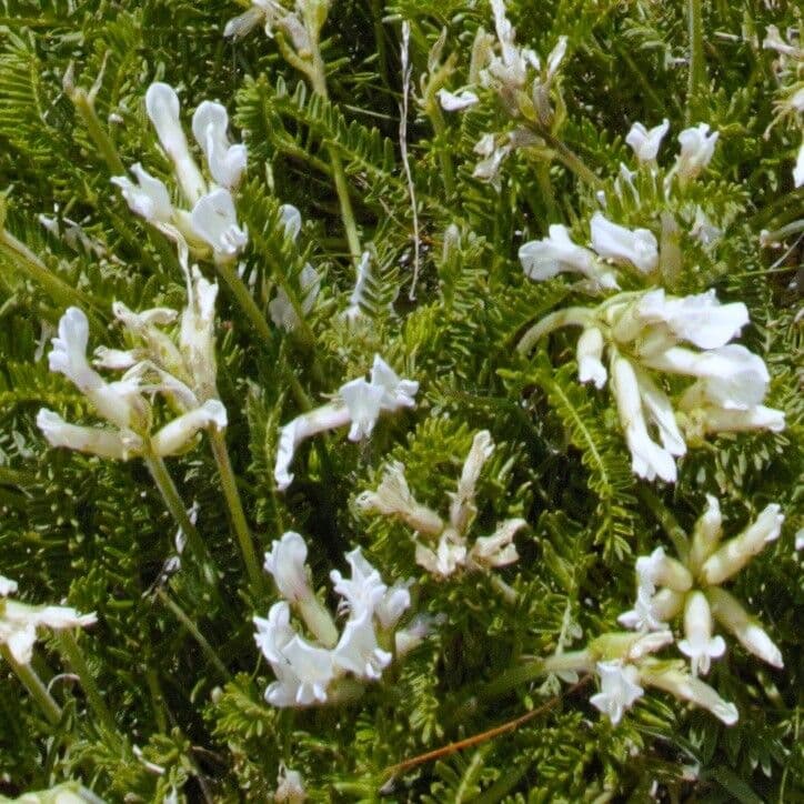 Oxytropis fetida 7