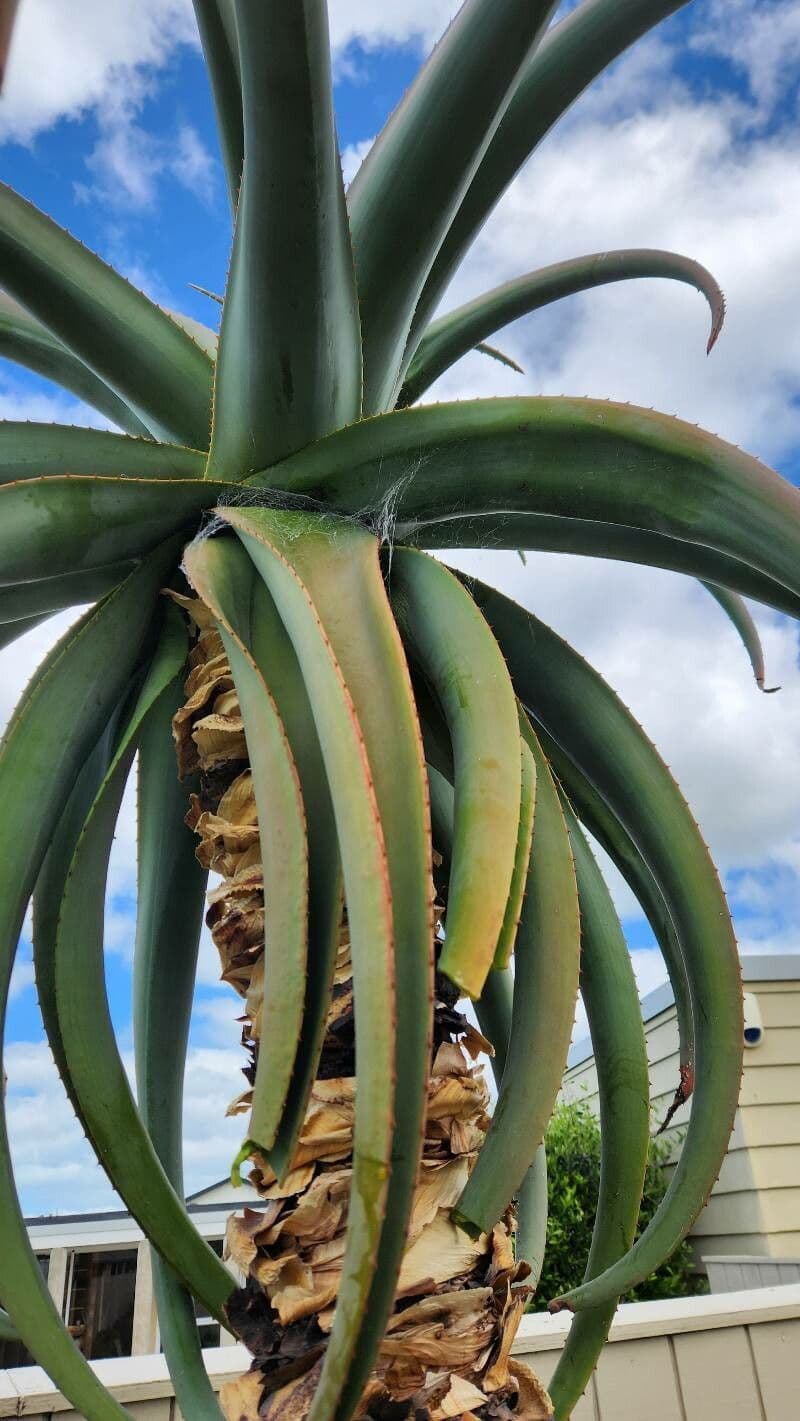 Aloe 9