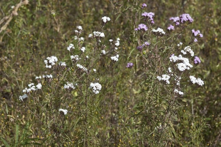Stevia viscosa 10