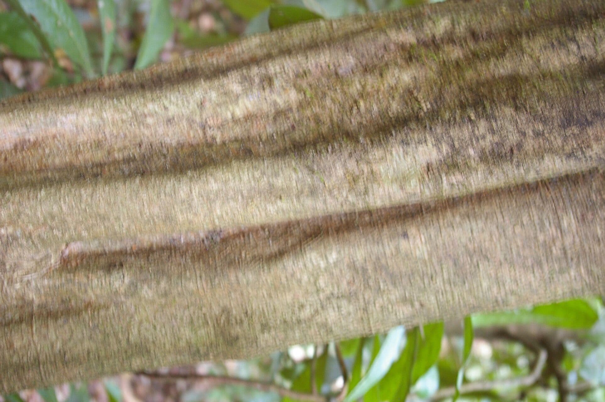 Aspidosperma rigida 8