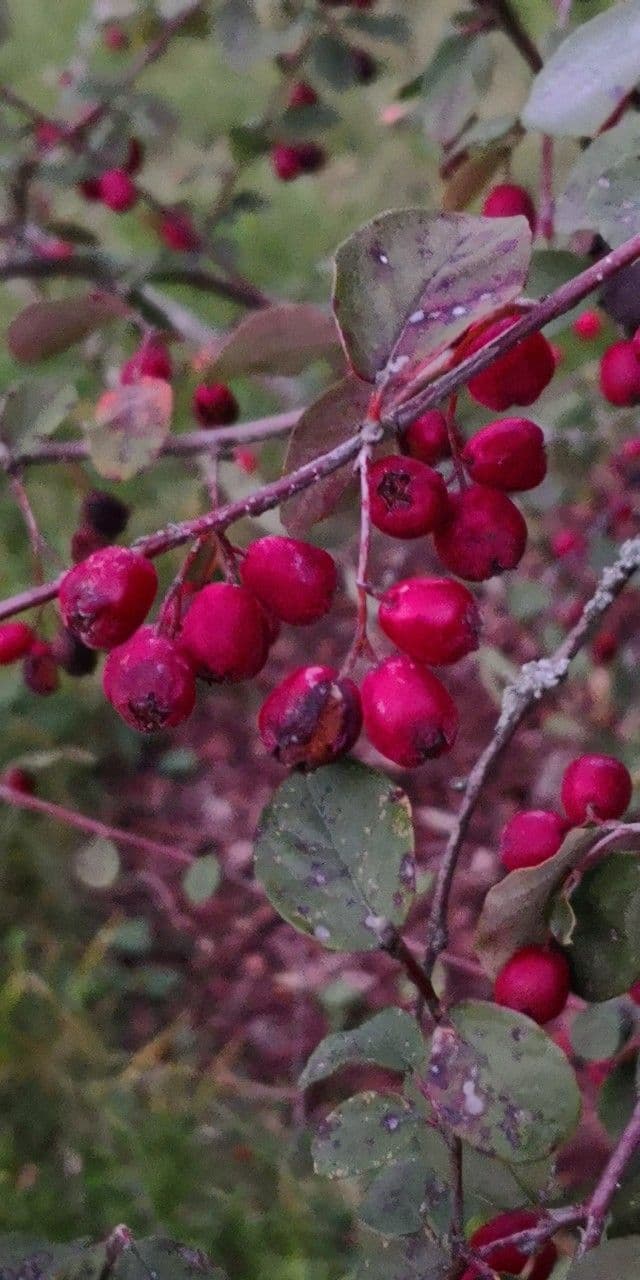 Cotoneaster zabelii 5