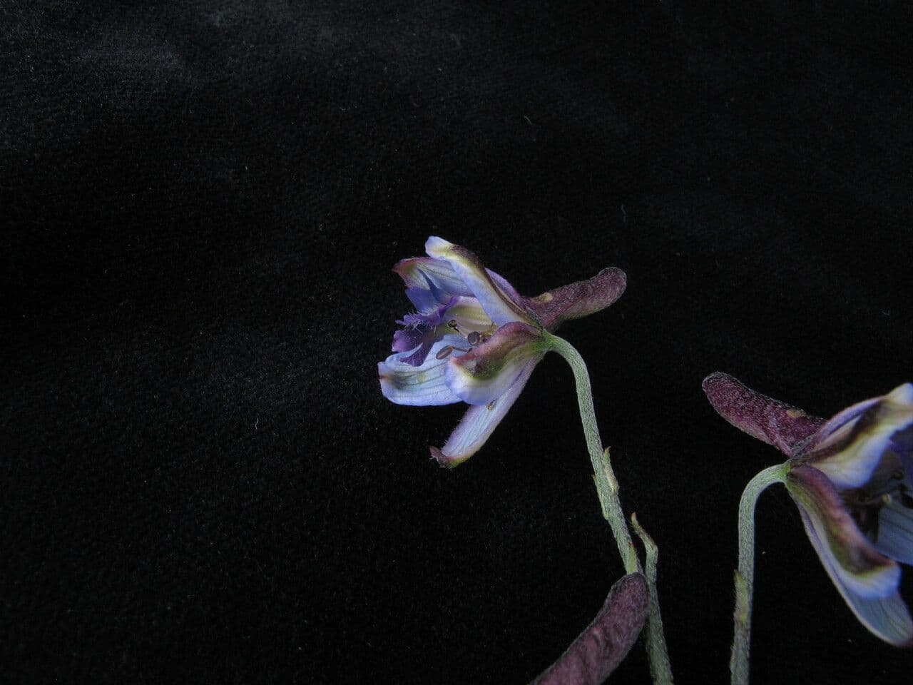 Delphinium 3