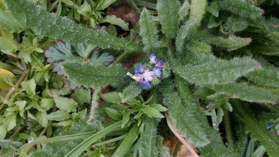 Buglossa selvatica 8