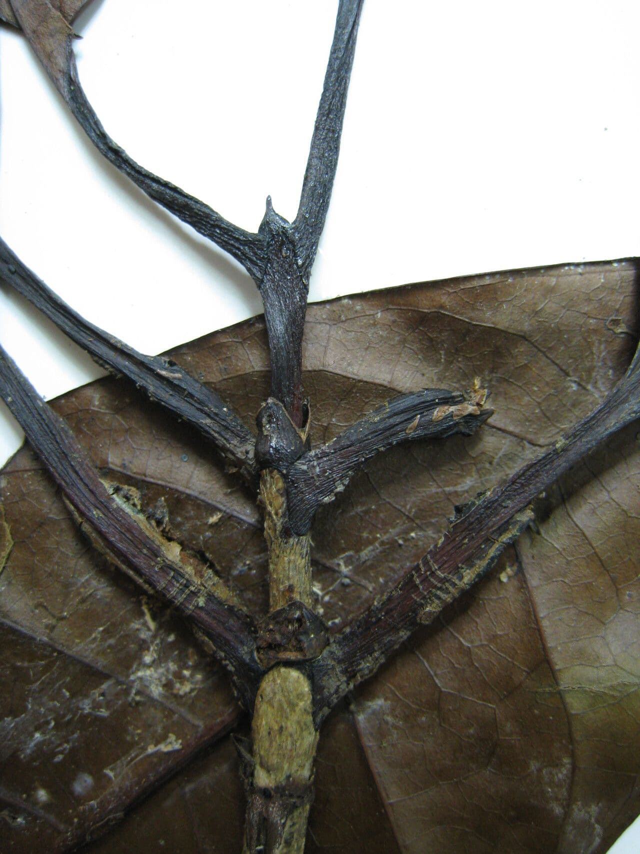 Stachyarrhena 10
