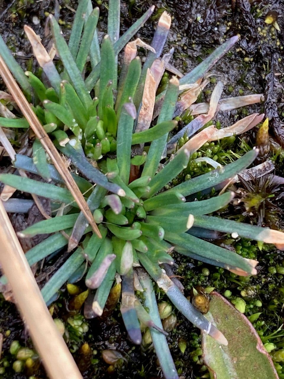 Lysipomia 9