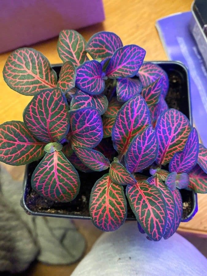 Fittonia 19