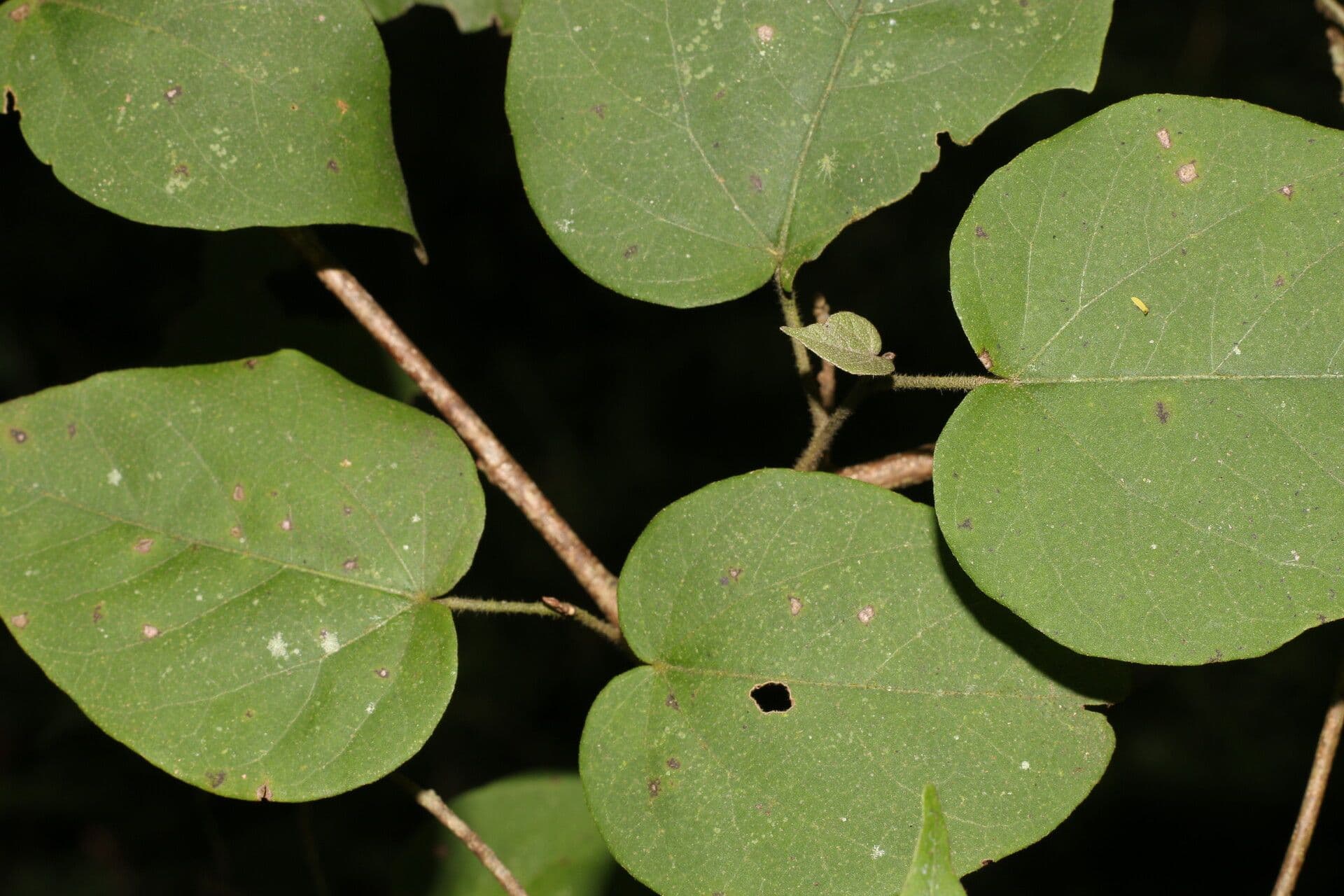 Croton niveo 8
