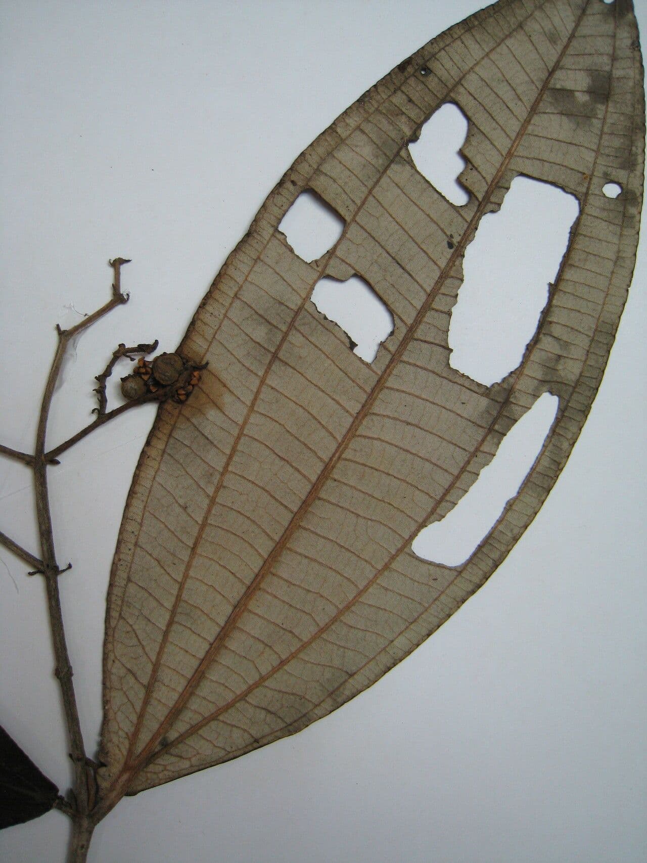 Miconia 13