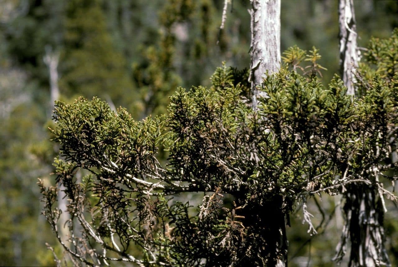 Pilgerodendron chilský 14