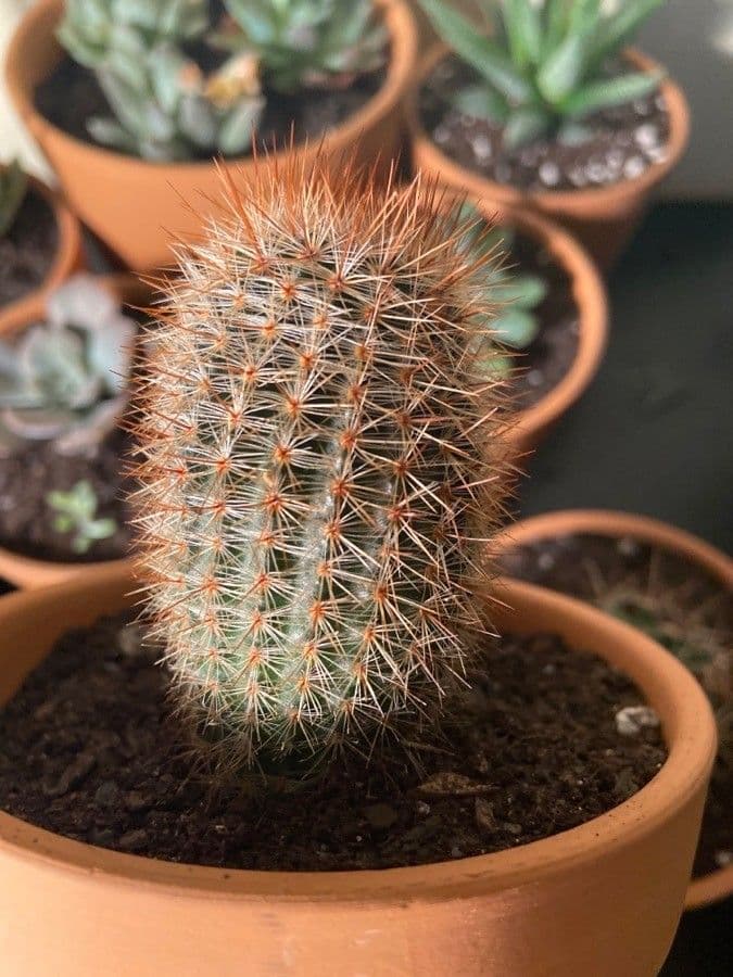 Echinocereus 11